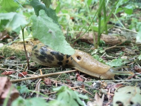 Outstanding banana slug